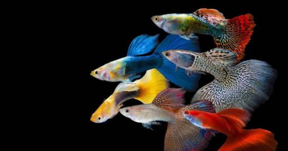 Pinterest.com/itsafishthing